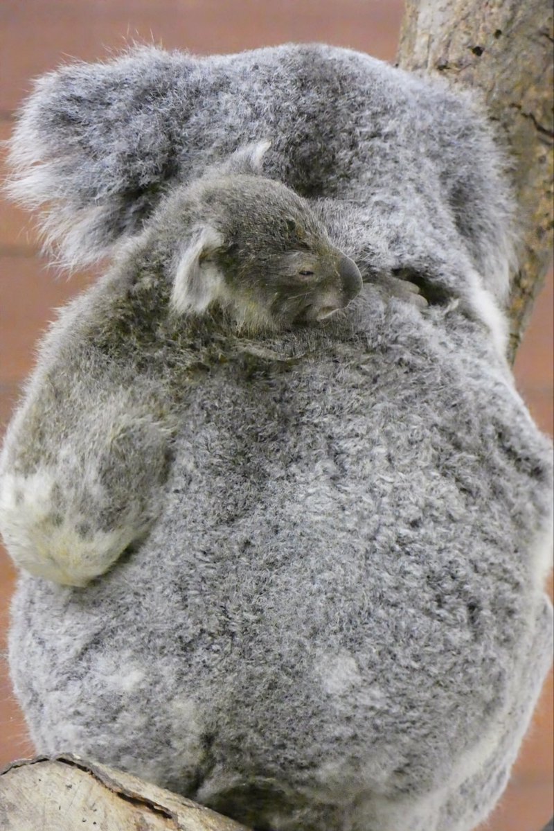 ベビ仔とママの けつようび〜 今日からお仕事の方頑張って〜 #SCZ