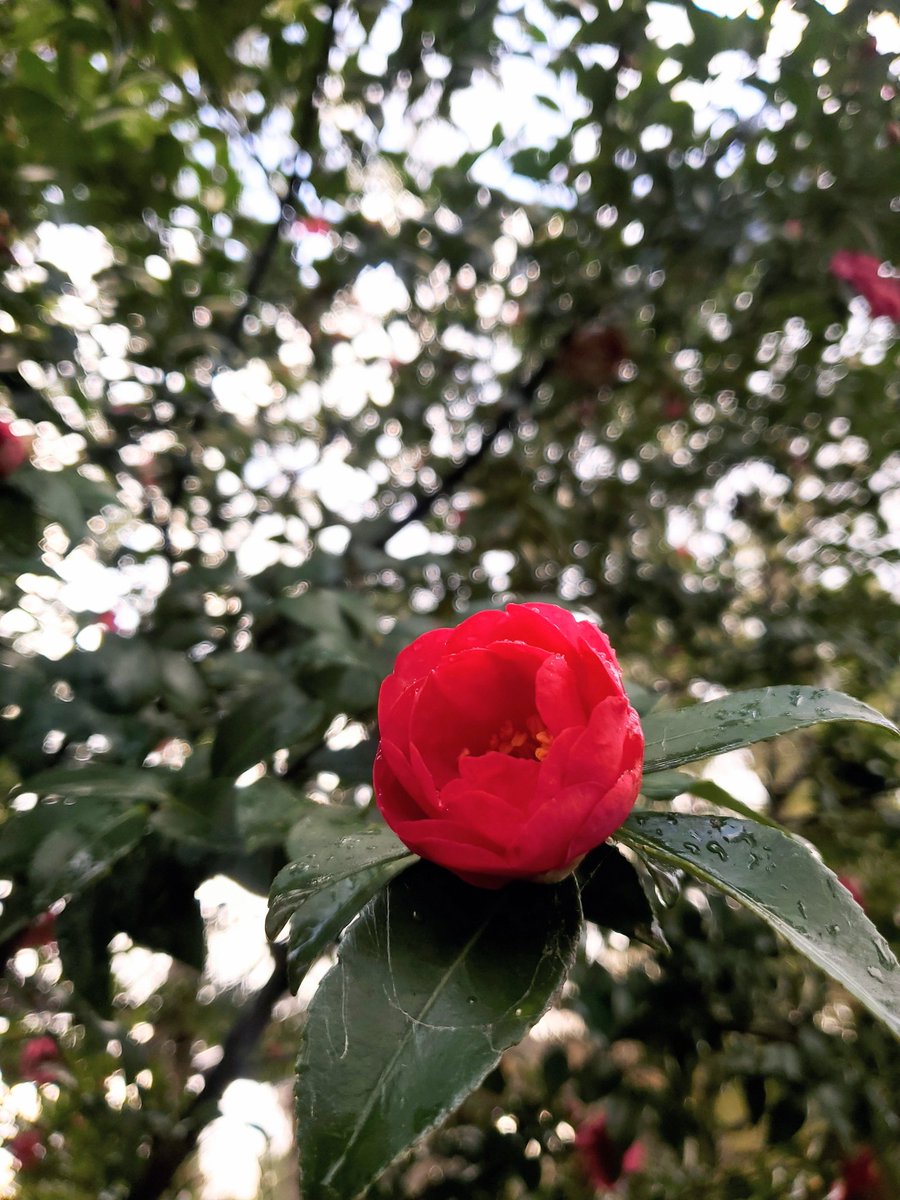 mayu*** (@mayu_r729) / Posts / X