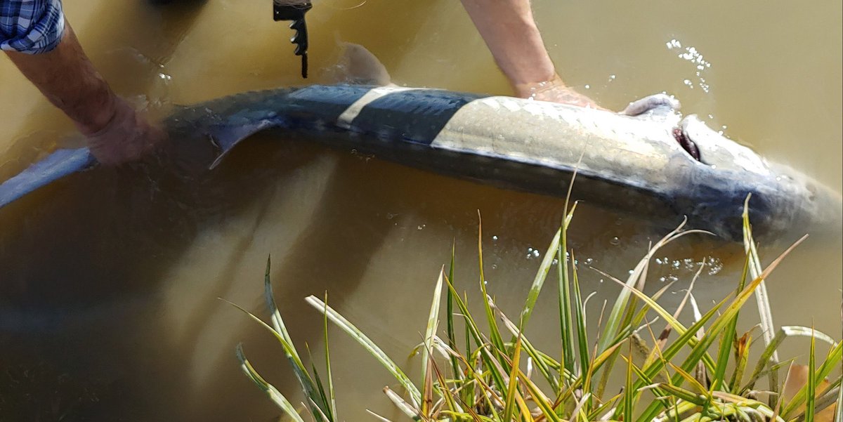 serenasert's tweet image. Long stark catch 👺🍑for my cousin