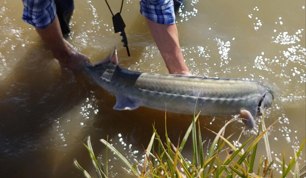 serenasert's tweet image. Long stark catch 👺🍑for my cousin