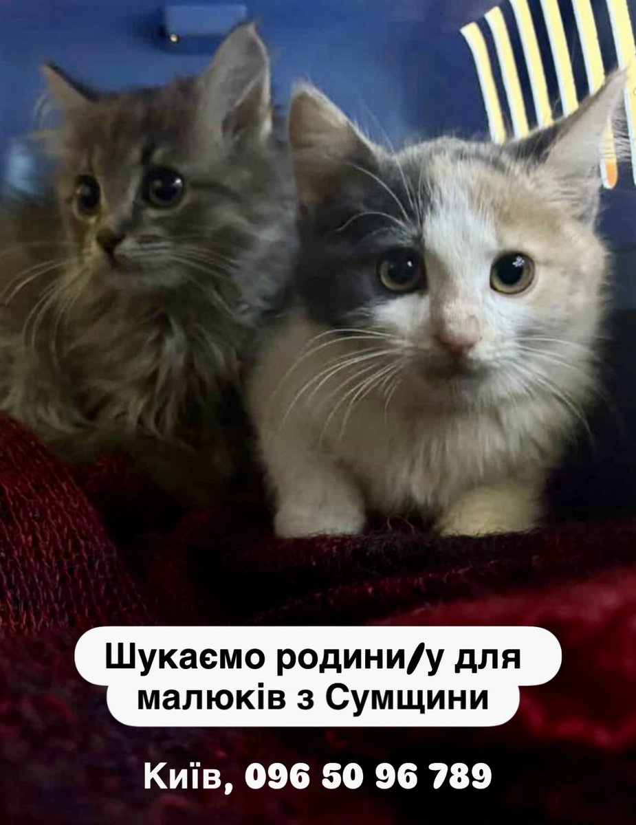 Малих викинули в пакеті. А тепер вони опинилися на недобросовісній перетримці. Їх погано годують, кошенята дуже худі. Корм придбаний, та його малим не дають. Терміново потрібно забирати з того місця. Запропонуйте дім!
Вік приблизно 2.5 місяці. Сірий хлопчик, триколірна дівчинка.