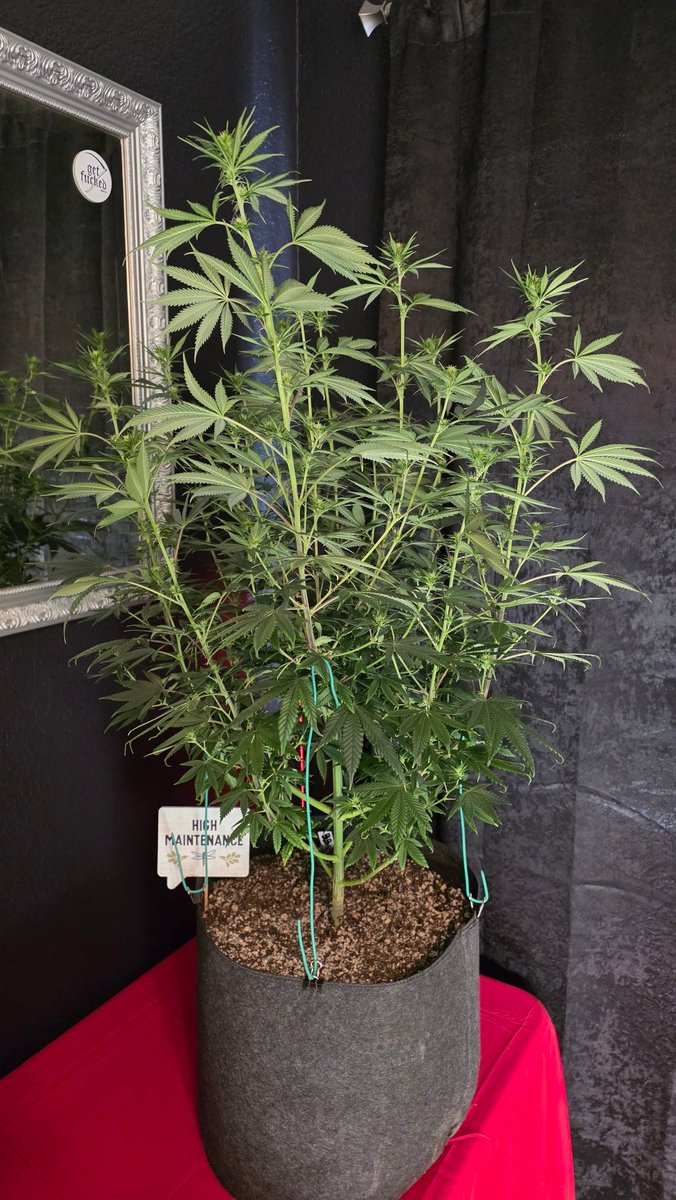 AlienFogMachine's tweet image. Before &amp;amp; After of some LST and defol for the @ILGMOfficial 🫐Blueberry🫐 photos. Could easily do 2 7gal or 3 5gal pots for this 2x4 tent.