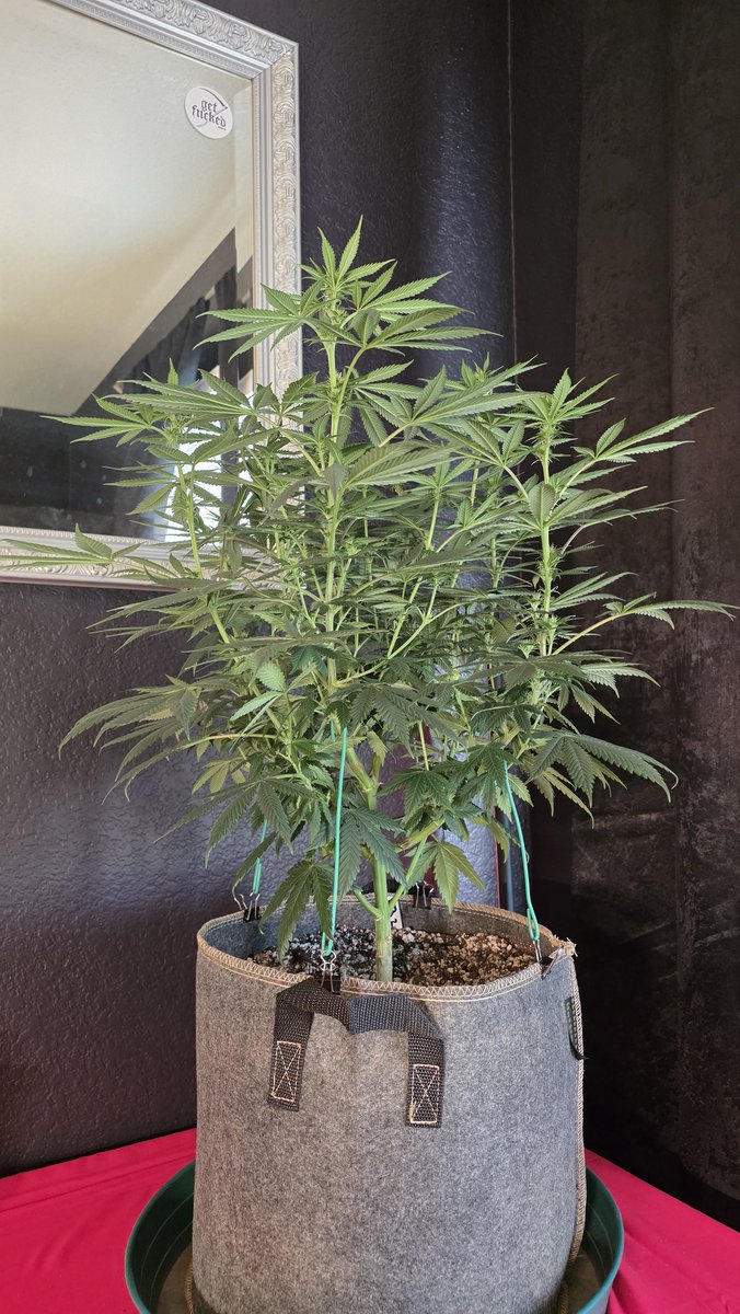 AlienFogMachine's tweet image. Before &amp;amp; After of some LST and defol for the @ILGMOfficial 🫐Blueberry🫐 photos. Could easily do 2 7gal or 3 5gal pots for this 2x4 tent.