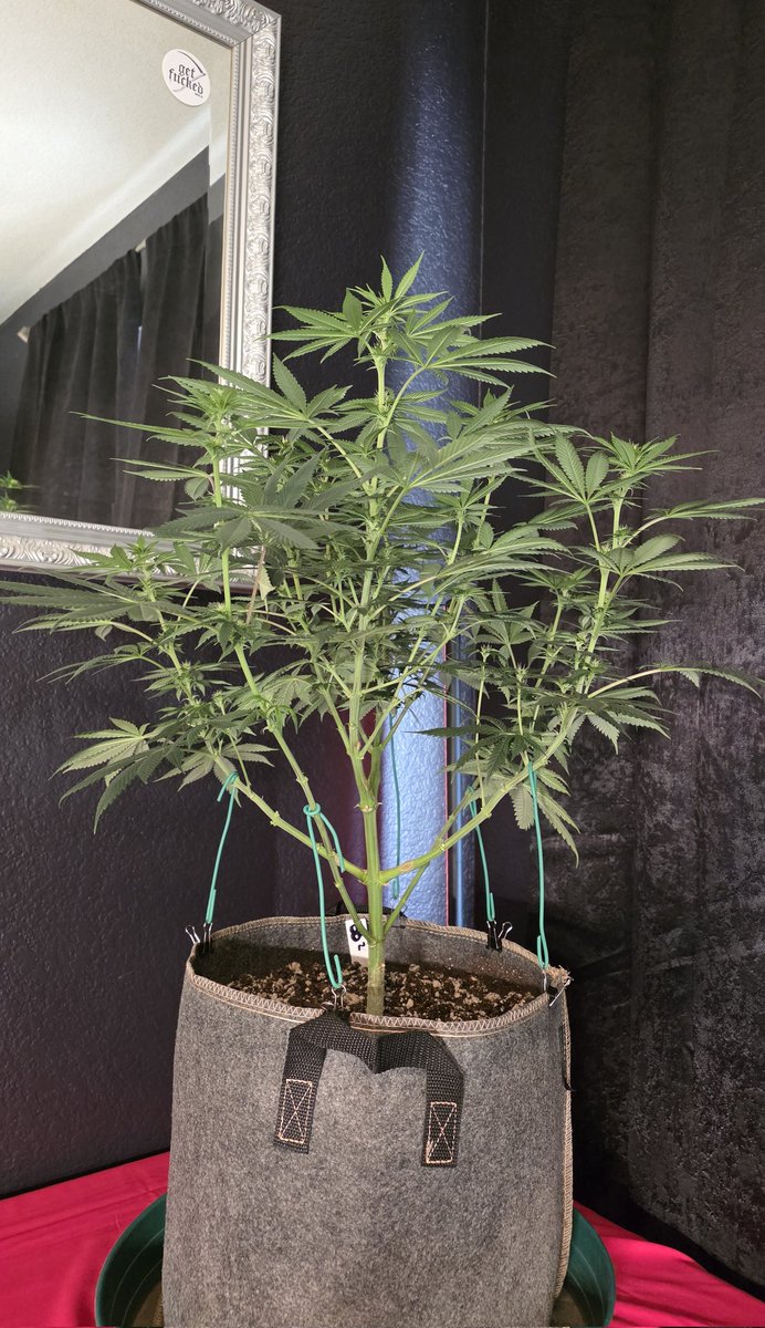 AlienFogMachine's tweet image. Before &amp;amp; After of some LST and defol for the @ILGMOfficial 🫐Blueberry🫐 photos. Could easily do 2 7gal or 3 5gal pots for this 2x4 tent.