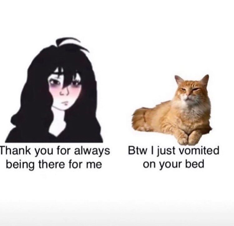 Punch Cat (@punchingcat) on Twitter photo 