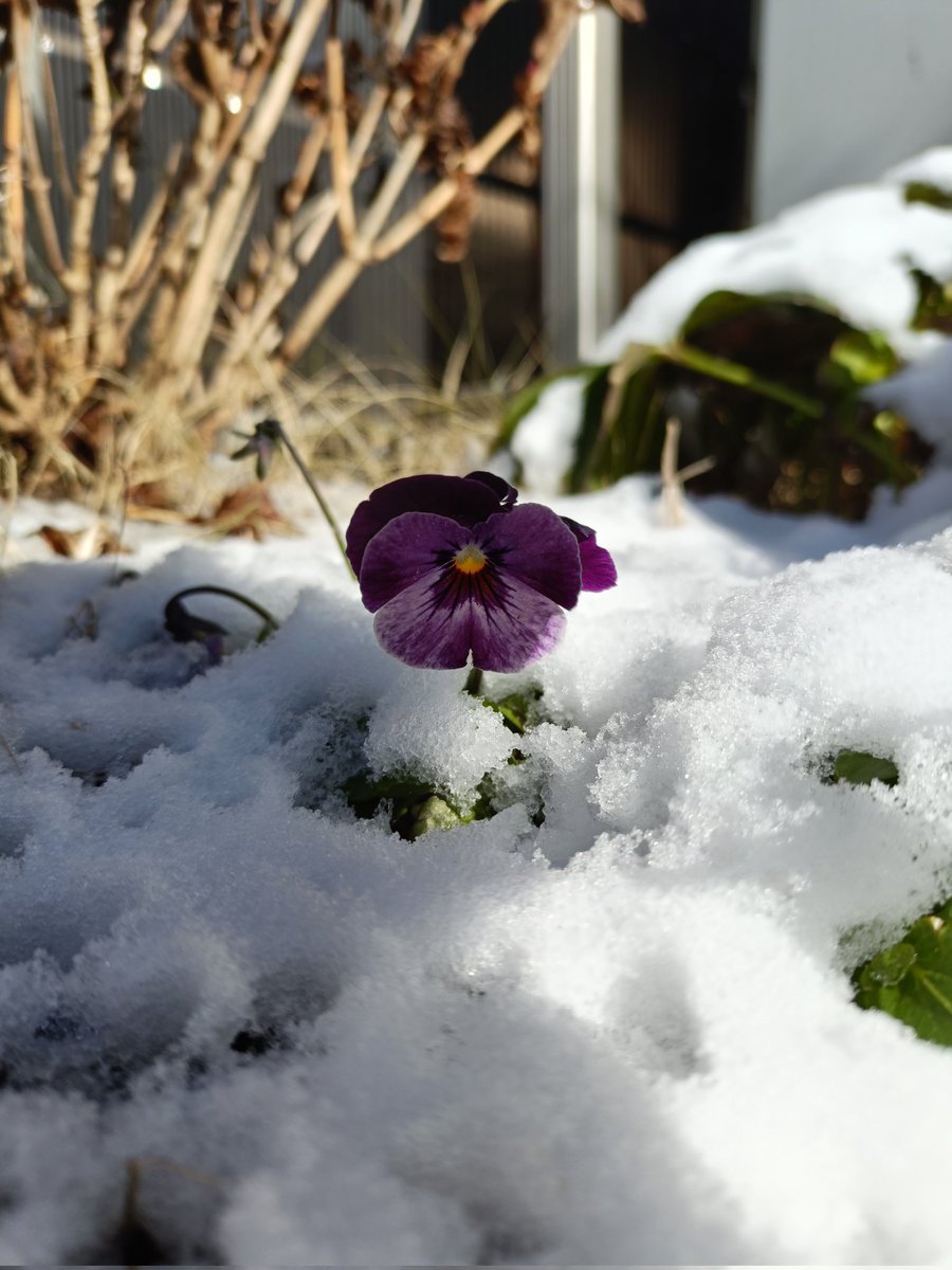 kinokdk's tweet image. 01/05(月)、遅くなりましたが
明けましておめでとうございます！

今日は気温も暖かく、仕事始めにはピッタリですね☺️

そして何度雪に埋もれても、
強いビオラは元気元気！

今年もよろしくお願いします🙇‍♂️