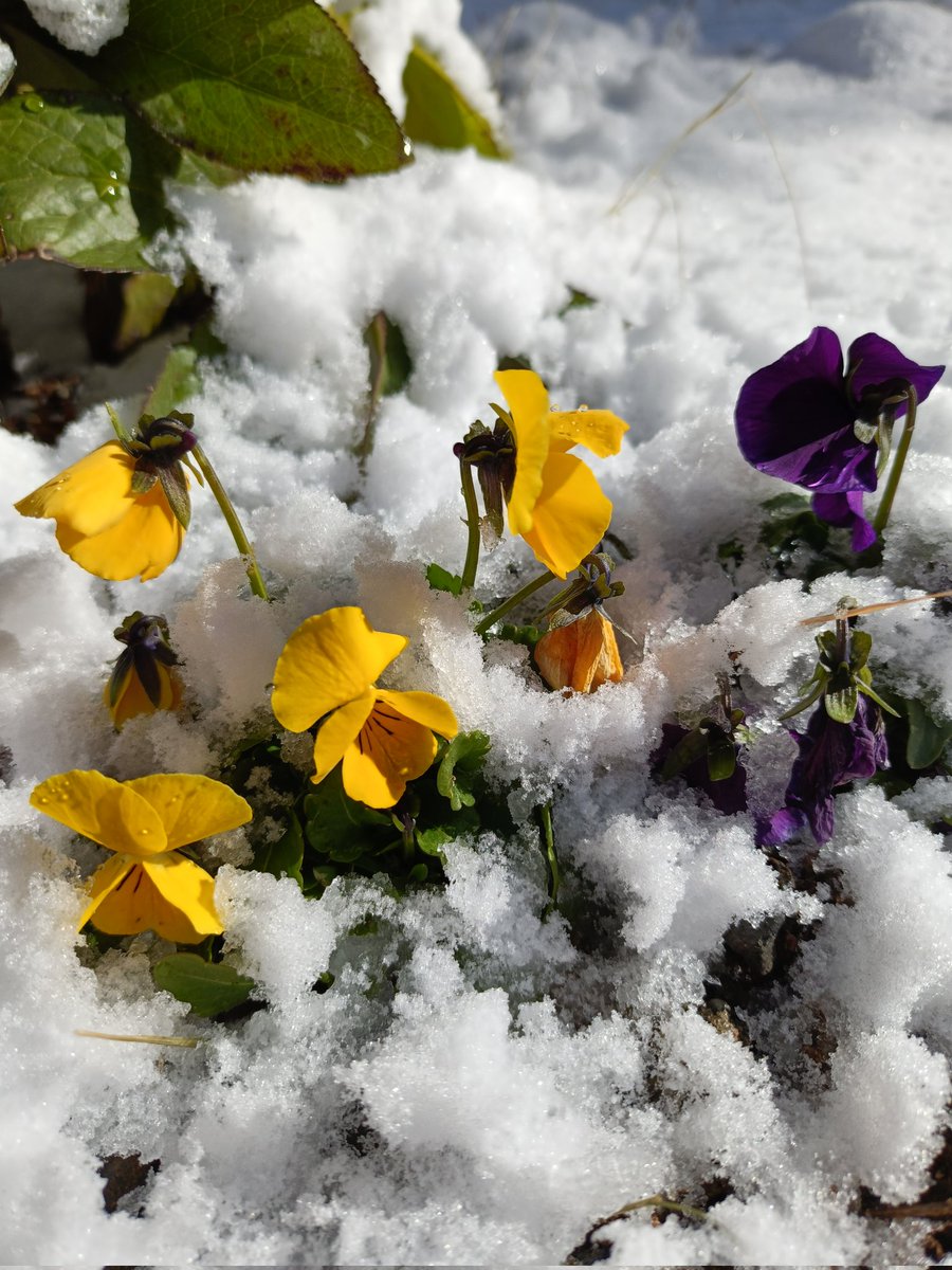 kinokdk's tweet image. 01/05(月)、遅くなりましたが
明けましておめでとうございます！

今日は気温も暖かく、仕事始めにはピッタリですね☺️

そして何度雪に埋もれても、
強いビオラは元気元気！

今年もよろしくお願いします🙇‍♂️