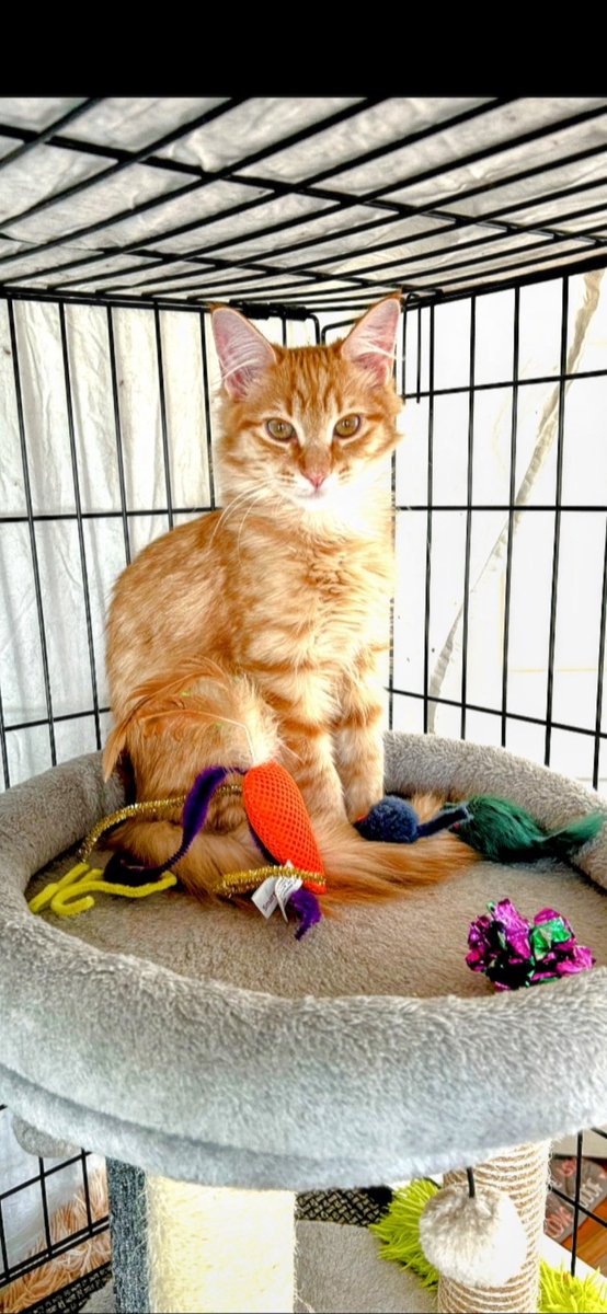 gandolf_s's tweet photo. Next week will be 3 months since 14 sick, starving babies were rescued in under a month. Murphy ❤️ https://t.co/WdN65mQzpO