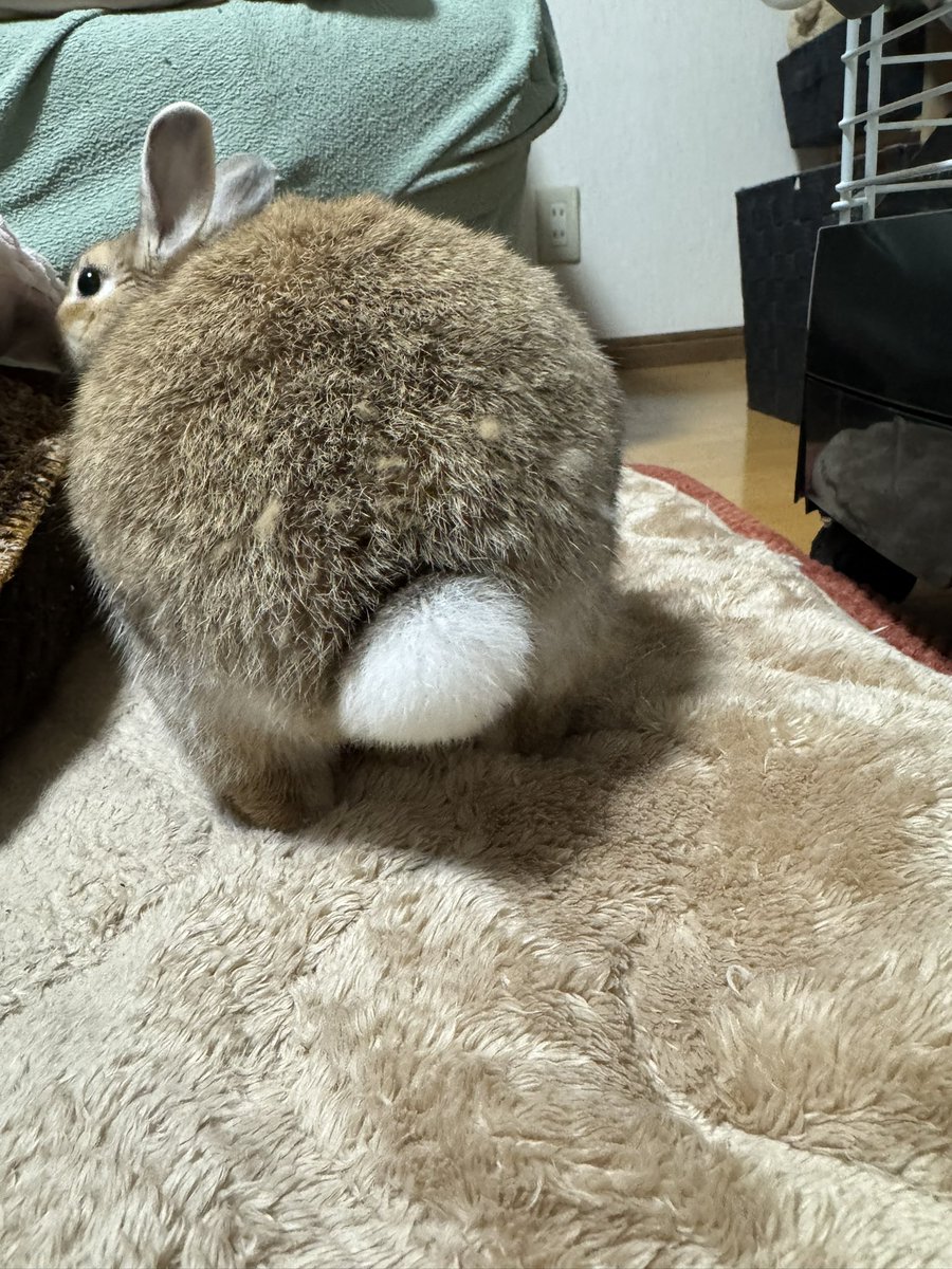 うさけつ曜日でしたね。🤗🐰🐰 ＃うさぎ ＃おここ