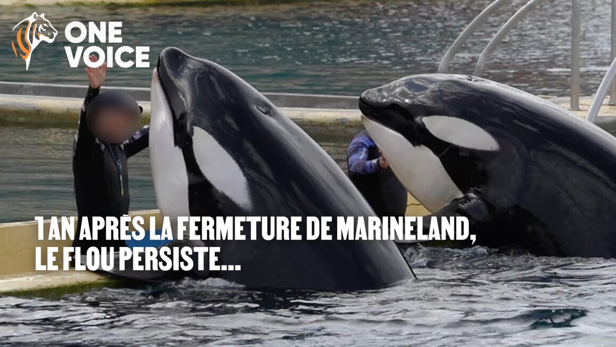 Un an après la fermeture de Marineland, le flou demeure. 
Le sanctuaire pour Wikie et Keijo, pourtant validé, est remis en cause sans alternative crédible. L’urgence est là : le ministre doit confirmer son choix, maintenant. ✊