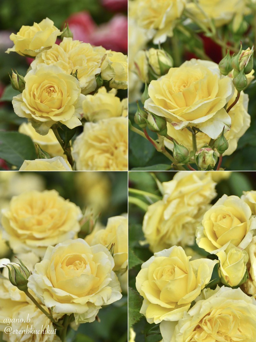 Rosa 'Sunlight Romantica' フランスの薔薇 『サンライトロマンチカ』