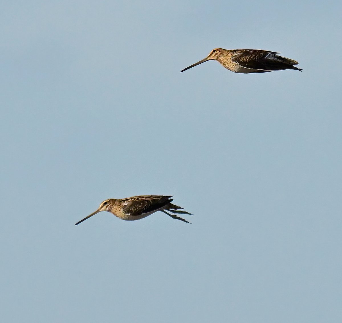 Carl Bovis tweet media