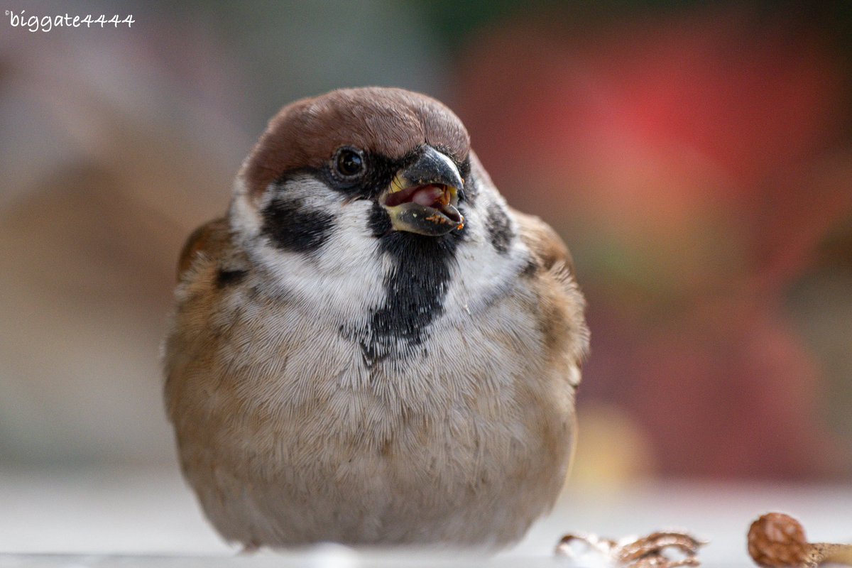 biggate4444@毎日スズメ今年で8年目 (@biggate43) / Posts / X