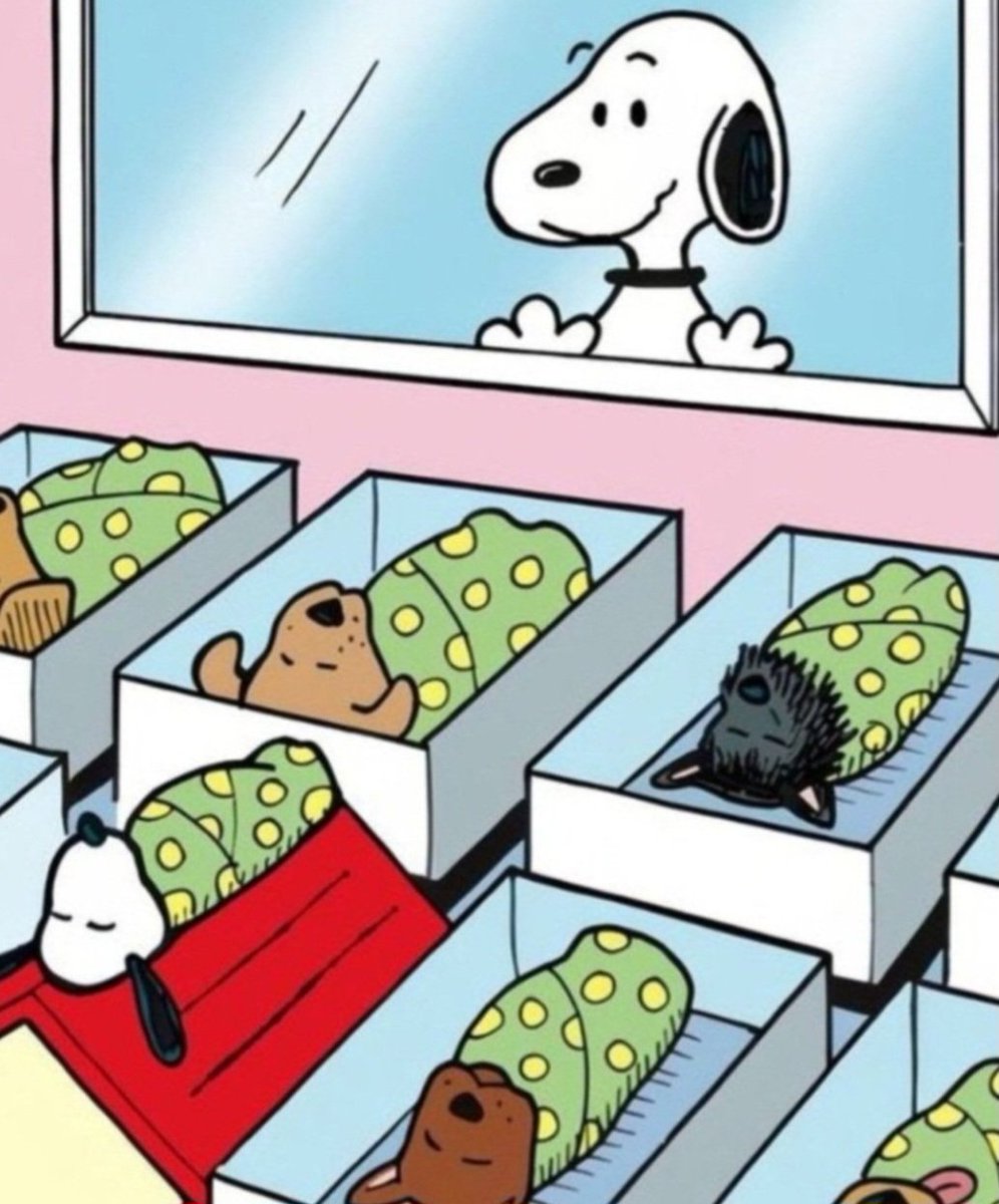 Snoopy (@snoopyphotos) on Twitter photo 