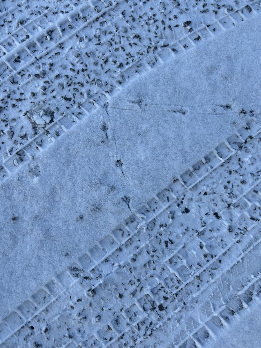 新年から居るね🐥⸒⸒