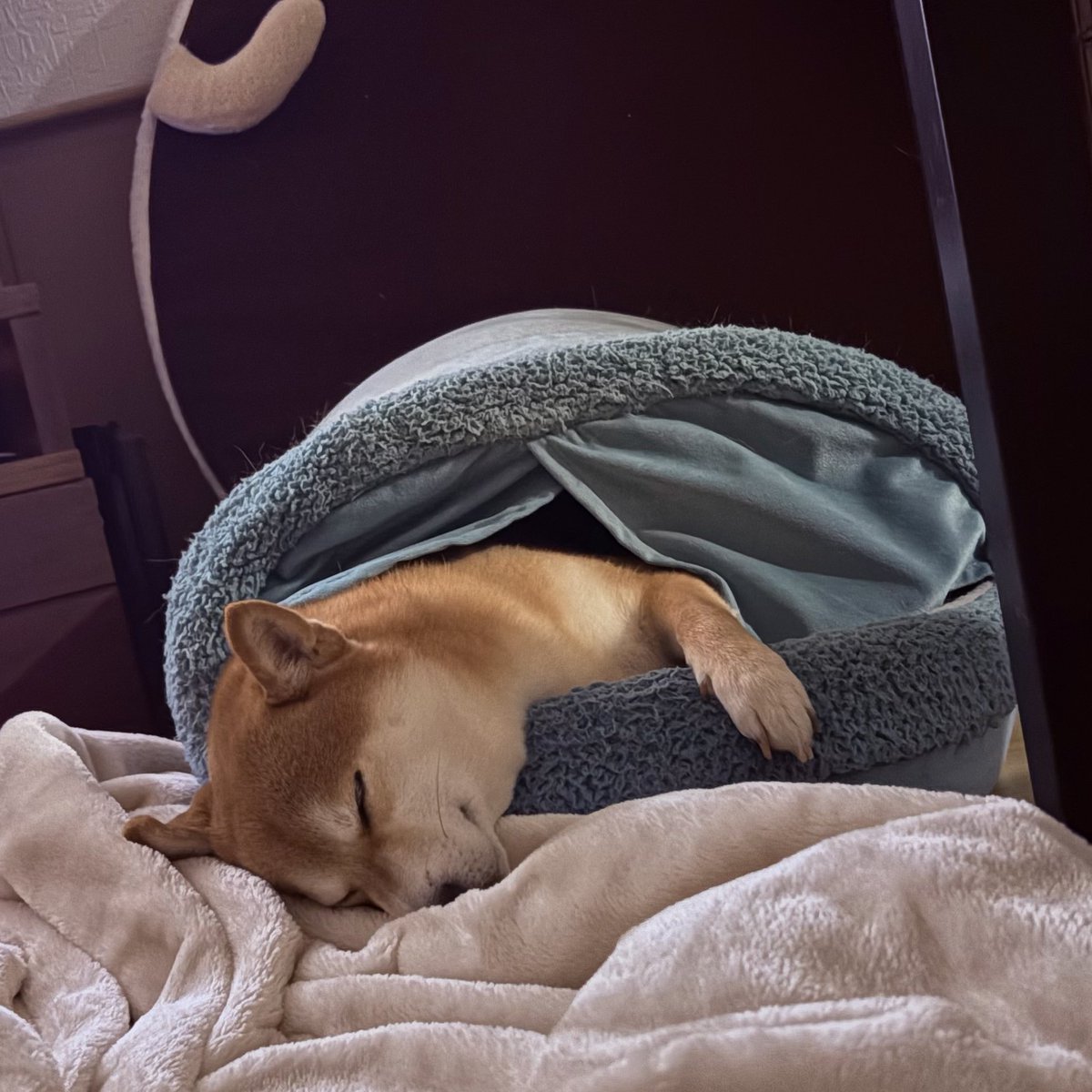 Toramal915's tweet photo. あけましておめでとうございます！
正月疲れやで。
#豆柴 #柴犬 https://t.co/lKQVghZHpR