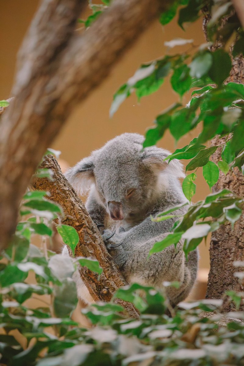 寝てたり食べてたり🌿 可愛すぎるコアラたち。 年パス買おうかって妻と