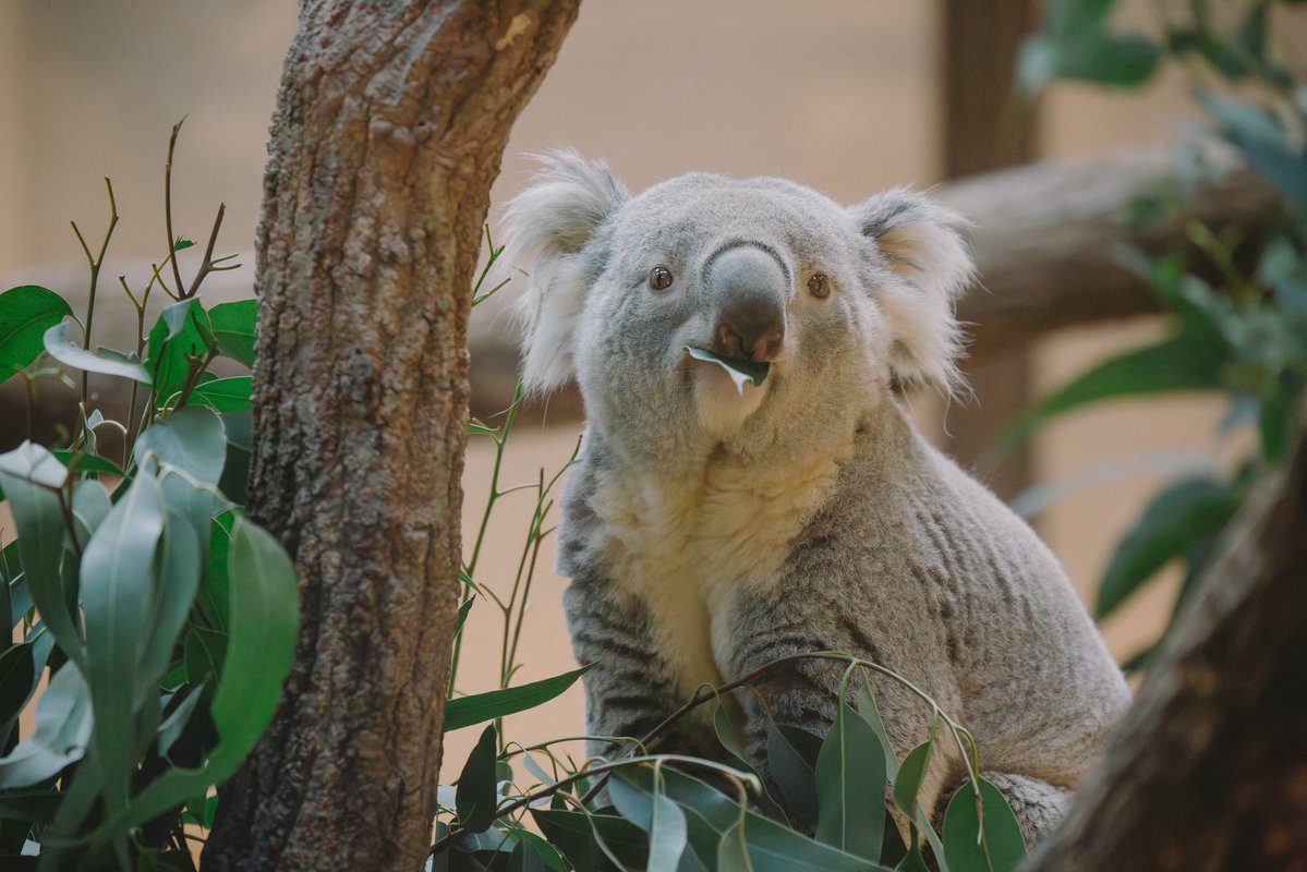 寝てたり食べてたり🌿 可愛すぎるコアラたち。 年パス買おうかって妻と