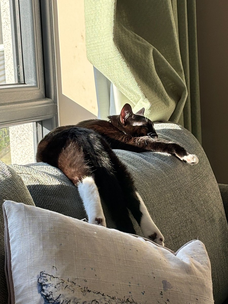 LSully 🇮🇪 tweet media