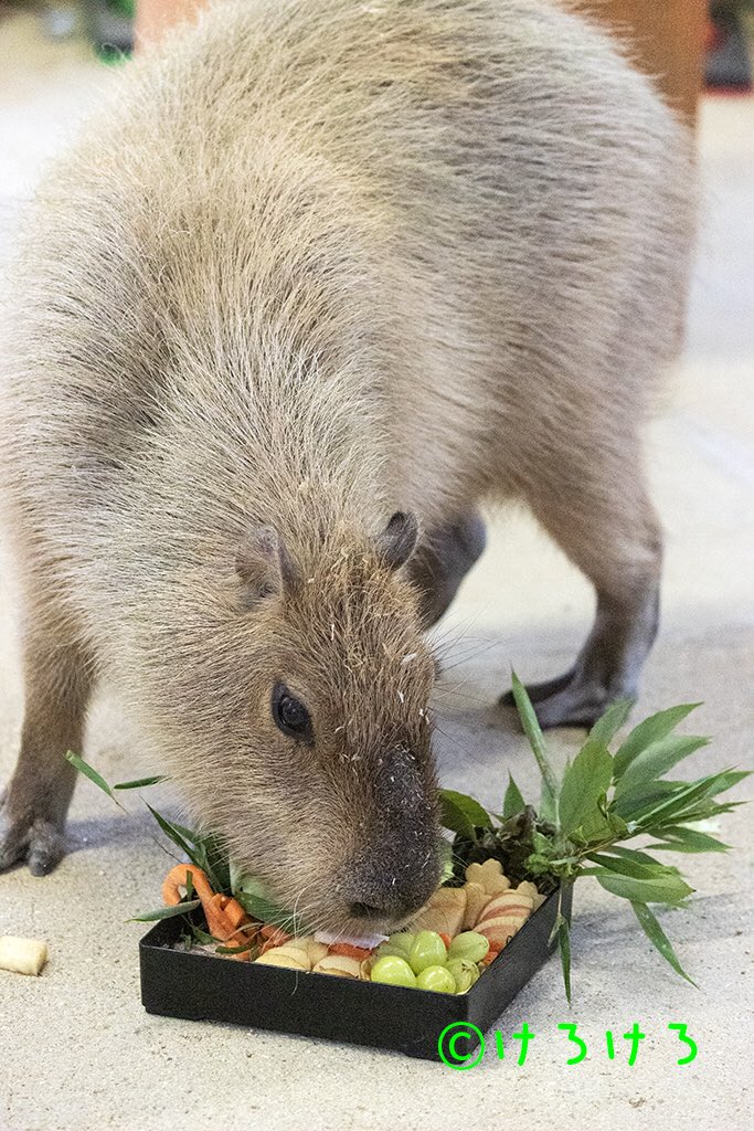 けろけろ (@capyanimal) / Posts / X