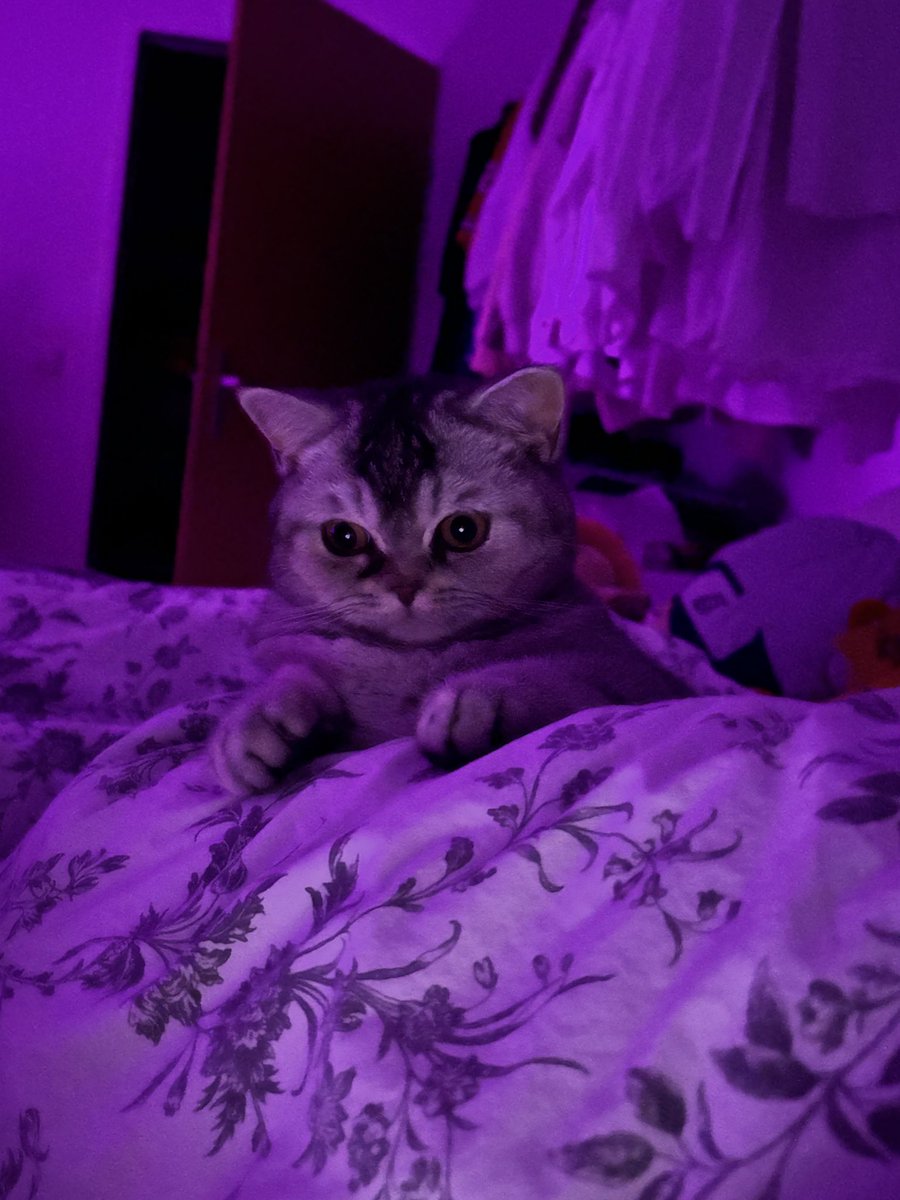 cat so pretty she looks like AI