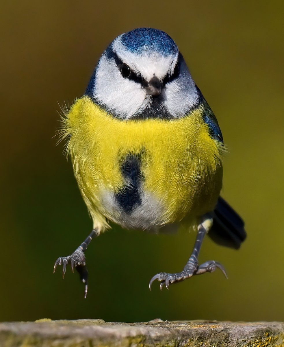 CarlBovisNature's tweet photo. Levitating Blue Tit! 😁
 Taken recently at RSPB Greylake in Somerset. 😊🐦 https://t.co/iC3CllSwLs