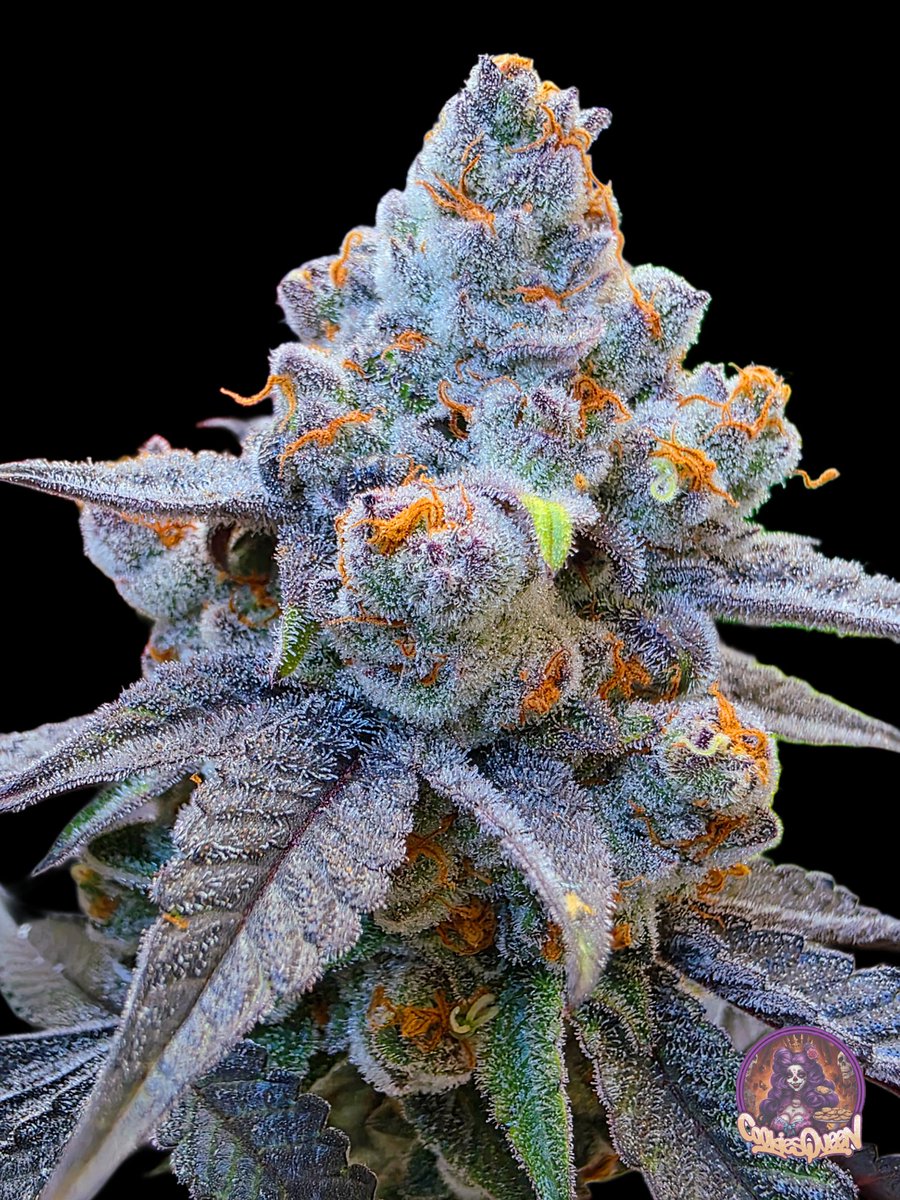 I hope everyone had a great day today. Strain: Pie Hoe. I love her. #CannabisCommunity #cannabisculture #Stonerfam #Mmemberville #CannabisPhotography