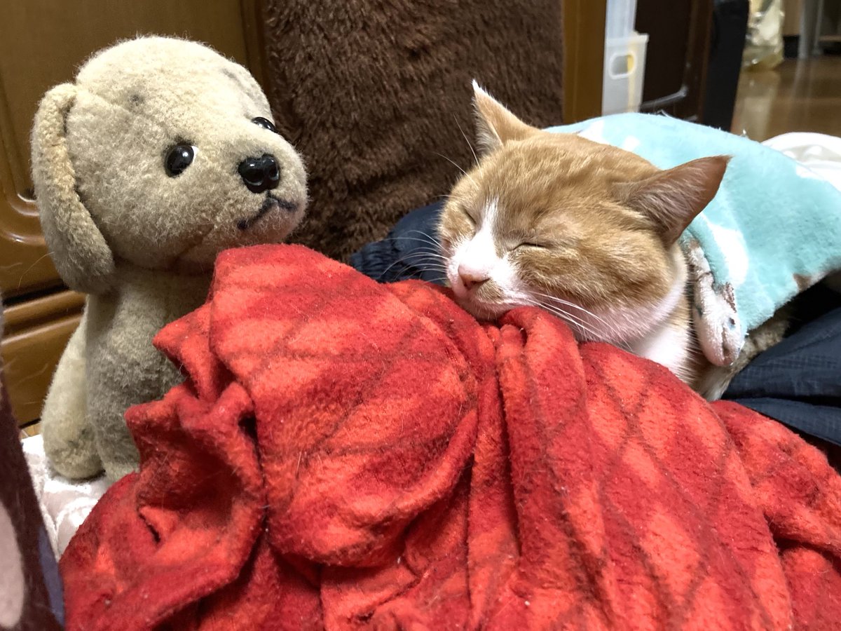 一昨年2024年1月５日の
おかかさん🐱

『今日からお仕事のみにゃさんへ』

ぼくのにっこり顔を見て、がんばってにゃん😽💕