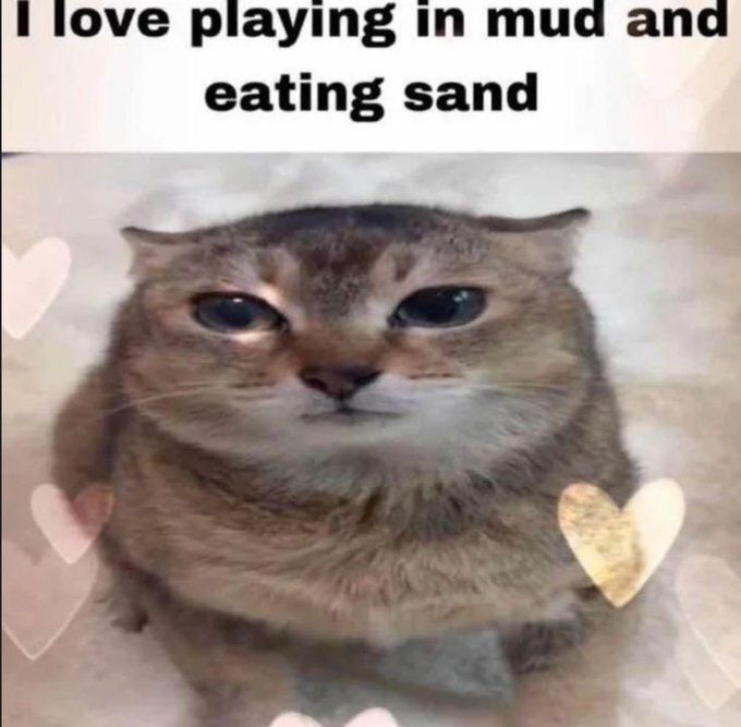 Cool Cat Society (@coolcatsociety) on Twitter photo 