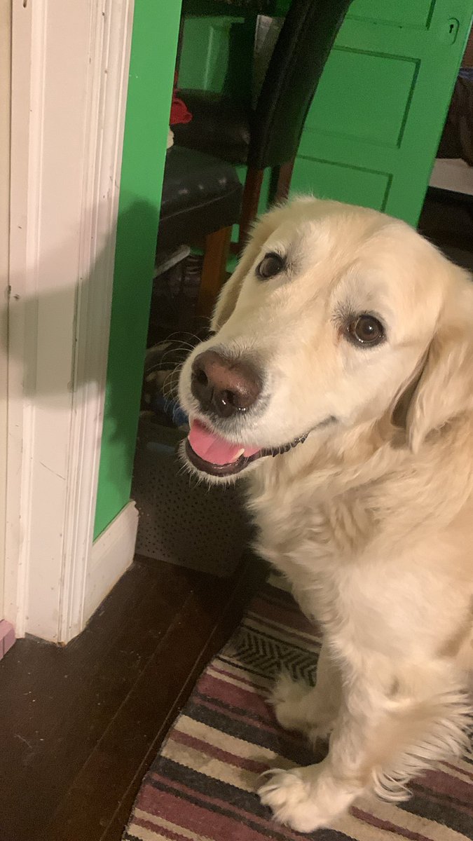 BEN 👇👇👇
Köpekler ve sahipleri gerçekten de birbirlerine benzer—işte nedeni...
Evet, çalışmalar köpeklerin ve sahiplerinin yüz benzerlikleri paylaştığını gösteriyor;nedeni kısmen insanların bilinçaltında kendilerine benzeyen köpekleri seçmeleri,duygusal bağ ile derinleşmesidir