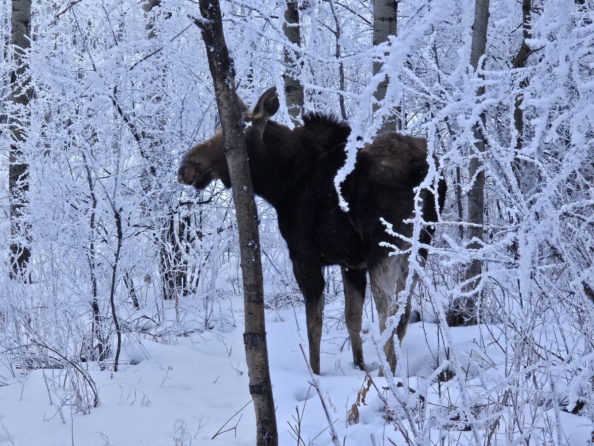 comox99's tweet image. Big cow moose in CGY ravine.