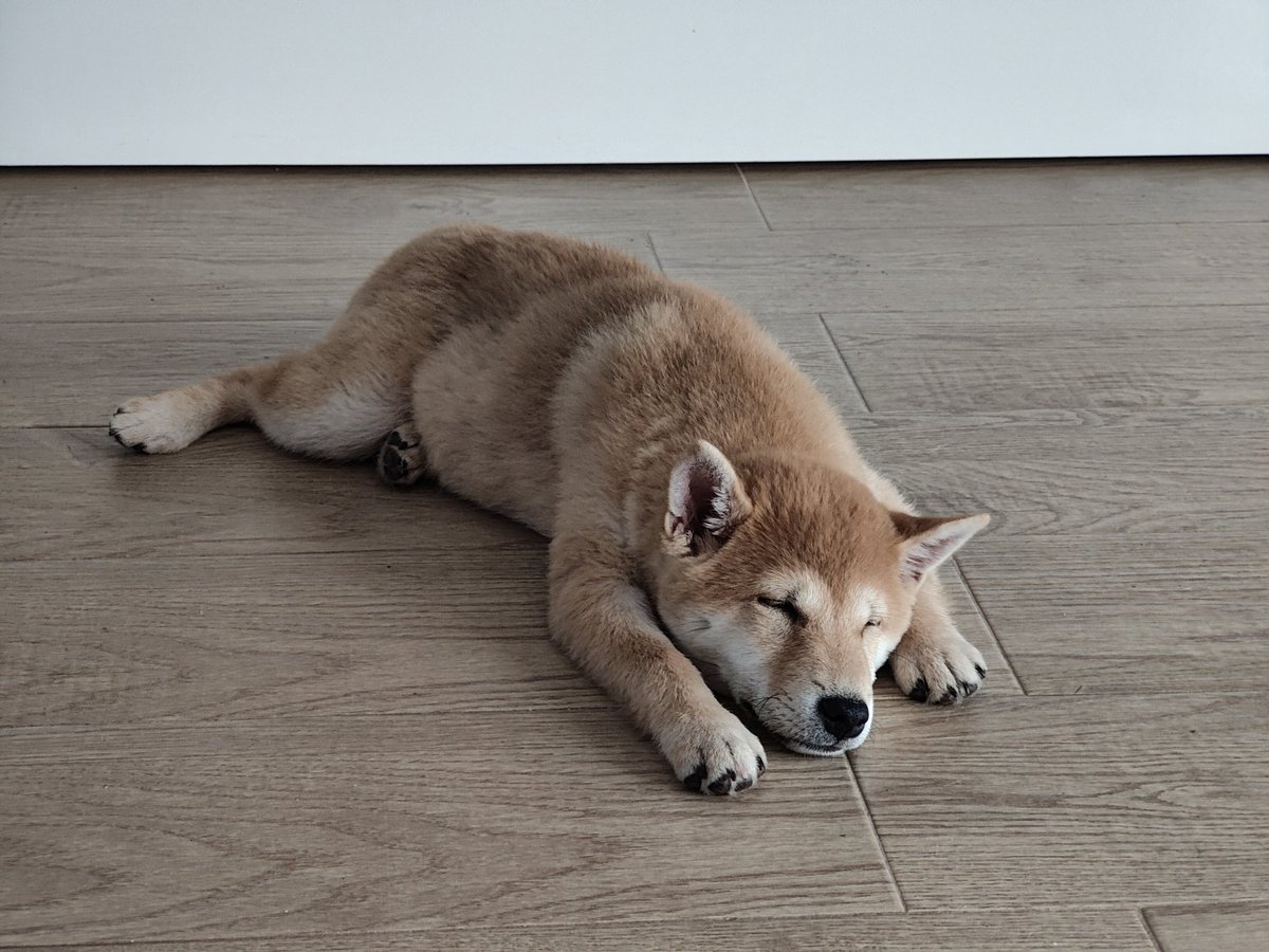 Os dejo a Mika bebé, para que tengáis un buen lunes mañana ✨✨✨