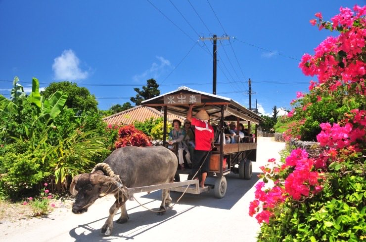 alljon12's tweet image. やっとで正月休みも終わり、混雑も緩和されし、暖かい石垣島にでも行こうかなー