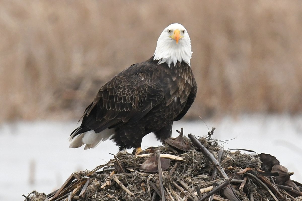 Len Lehmann tweet media