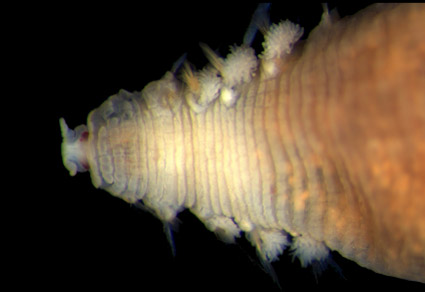 Zootaxa's tweet photo. Unveiling a hidden wanderer in the NE Atlantic: a #newspecies of Scalibregma (#Annelida, #Scalibregmatidae)
#taxonomy
https://t.co/NquUgoZuMH https://t.co/o1LczGkVvs