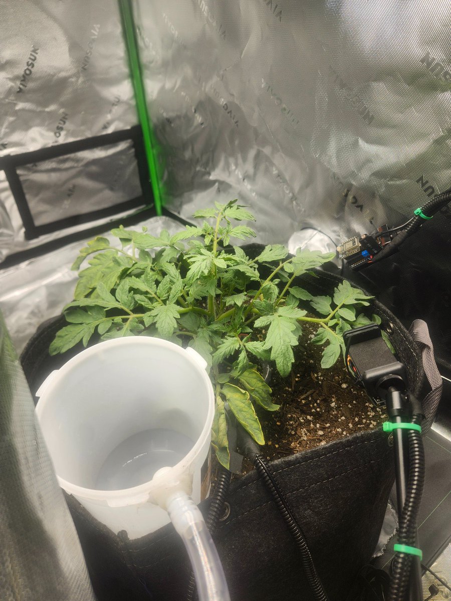 Dont stop bull posting the tomato .

- So far we got <a href="/bcherny/">Boris Cherny</a> to repost , engage , comment ( claude’s father btw ) and we are already seeing Claude’s narrative all over our FYP.

x.com/bcherny/status…

- We got a big Ai/instagram page with 4m followers posting.

- A full