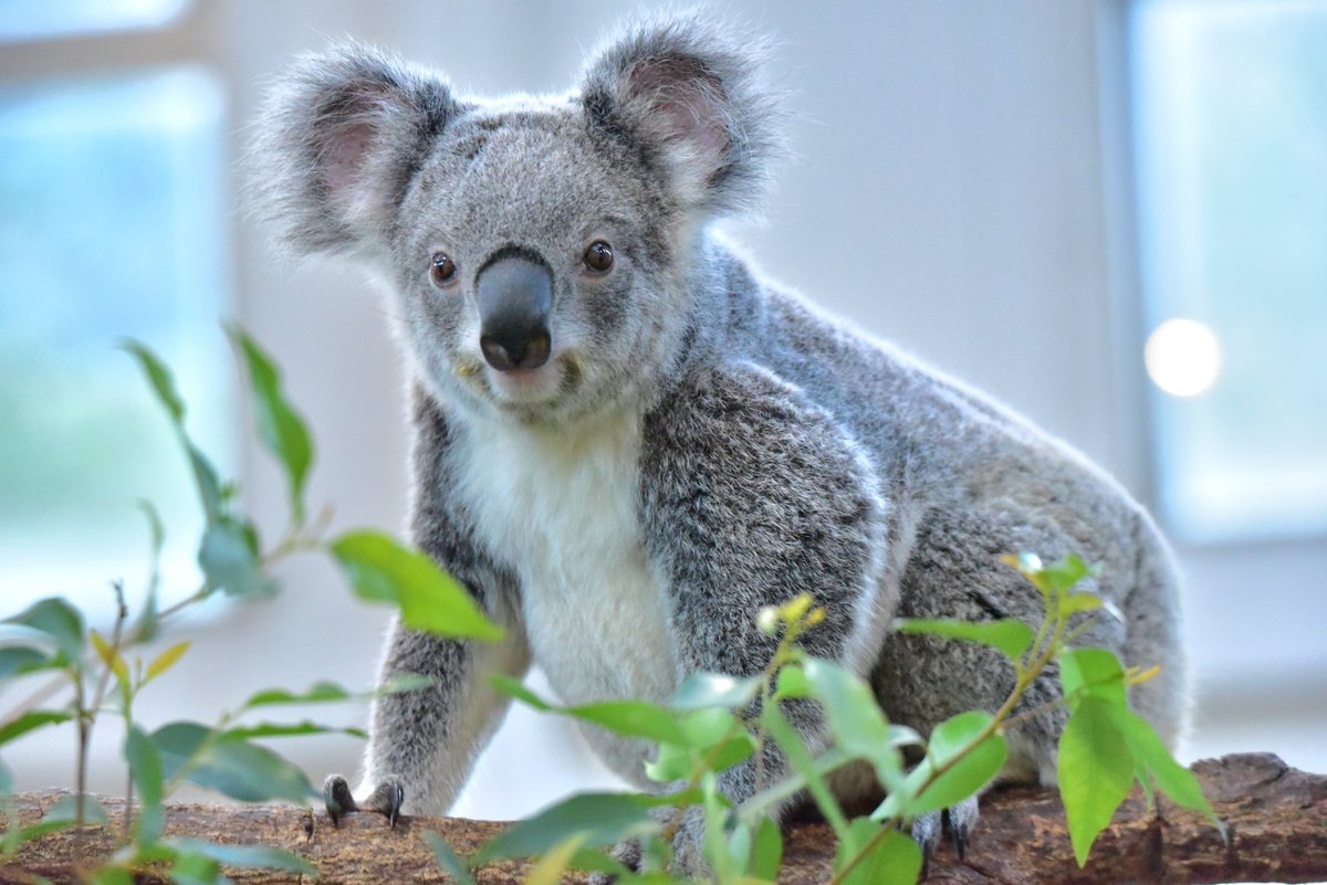 みらの🐨 (@milanofu_koala) / Posts / X