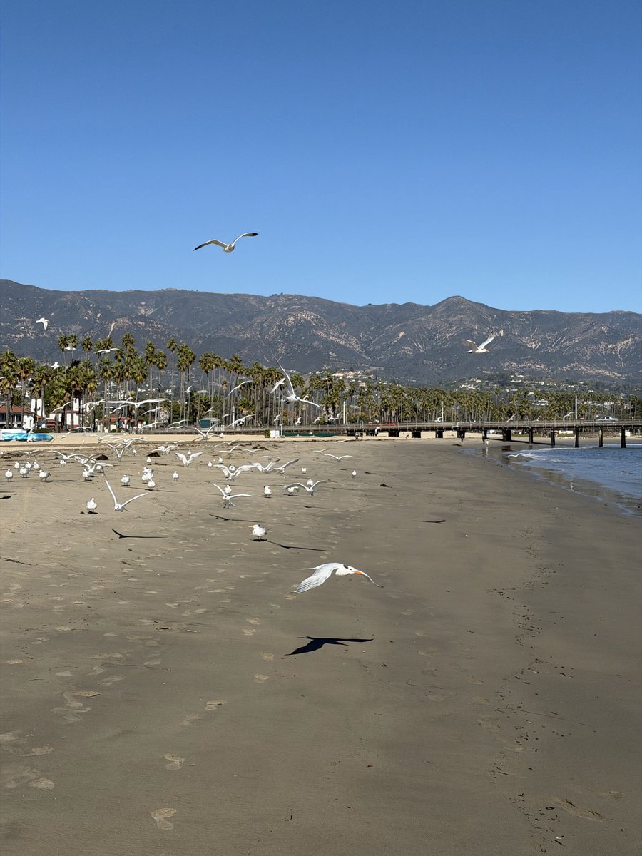 Elrick Erikose 🔺 tweet media