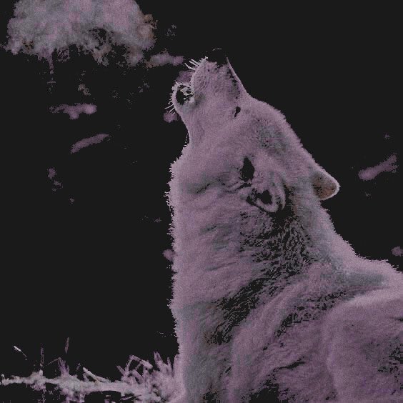 milowerewolf's tweet image. 