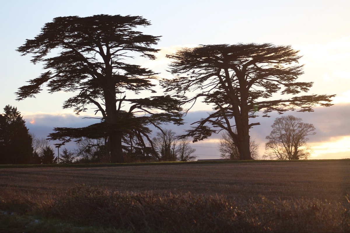 Del67's tweet image. Cedar trees, Easton Maudit, Northamptonshire.