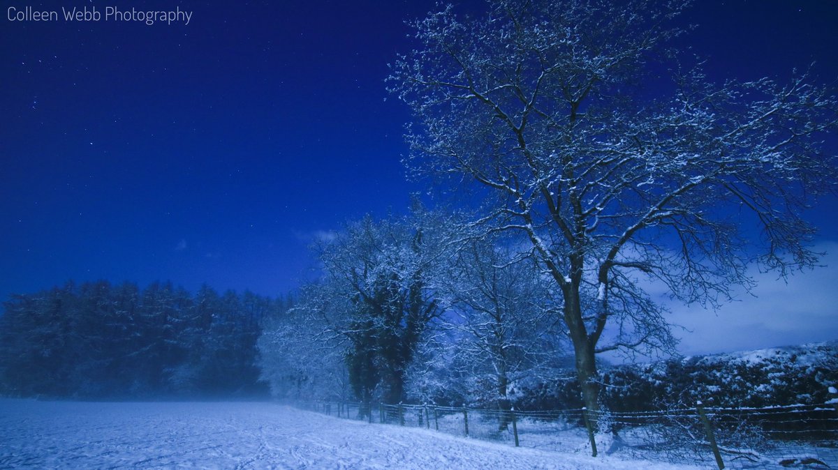 Colleen Webb tweet media