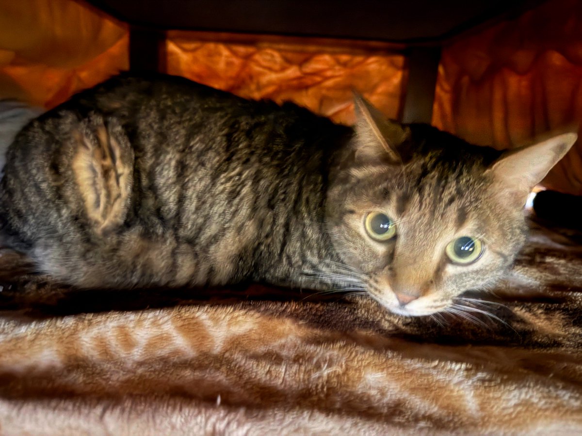 これはコタツに足突っ込んだら「ぽえー！」て文句言ってきたﾈｺﾁｬﾝ