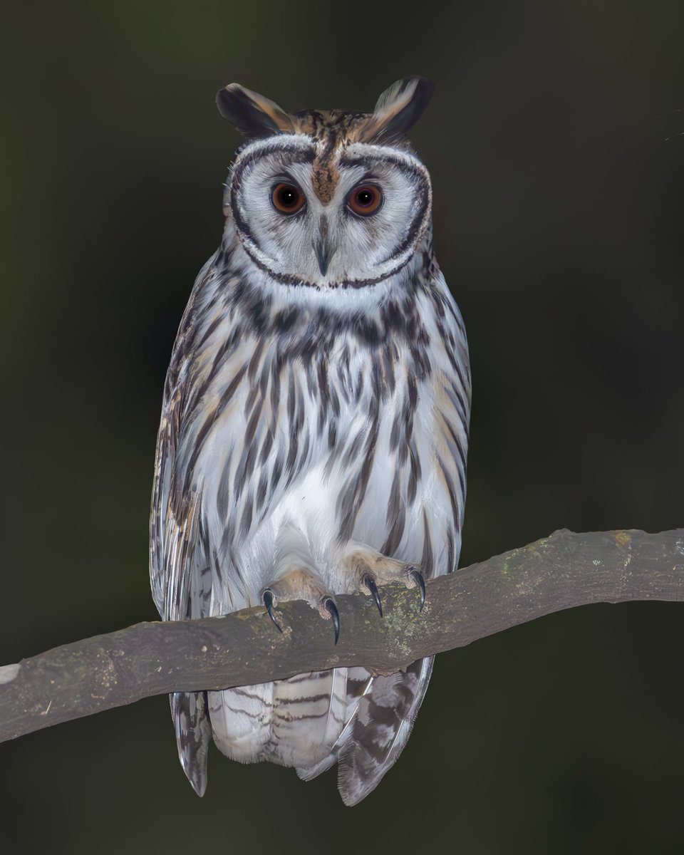 oliveira_kacau's tweet image. One of my favorite owls is the Striped Owl😍
It took me 5 years to finally get a photo of her, and it was many nights of trying 🙃🙃