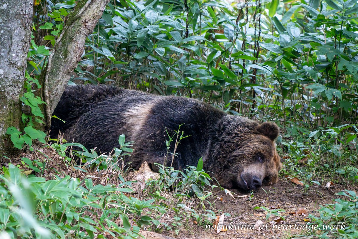 のぶクマ🐻羆と香辛料 (@kumar0001) / Posts / X