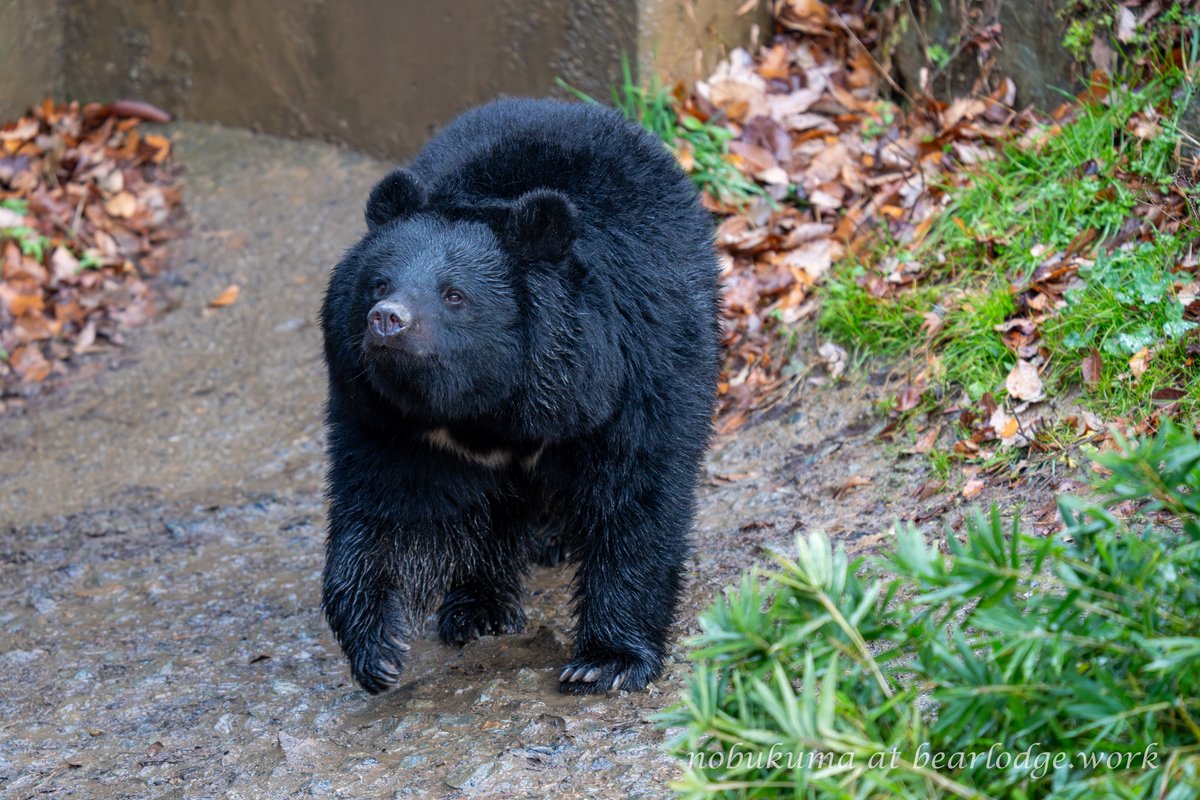 のぶクマ🐻C107 2日目 西あ-72b (西2) (@kumar0001) / Posts / X