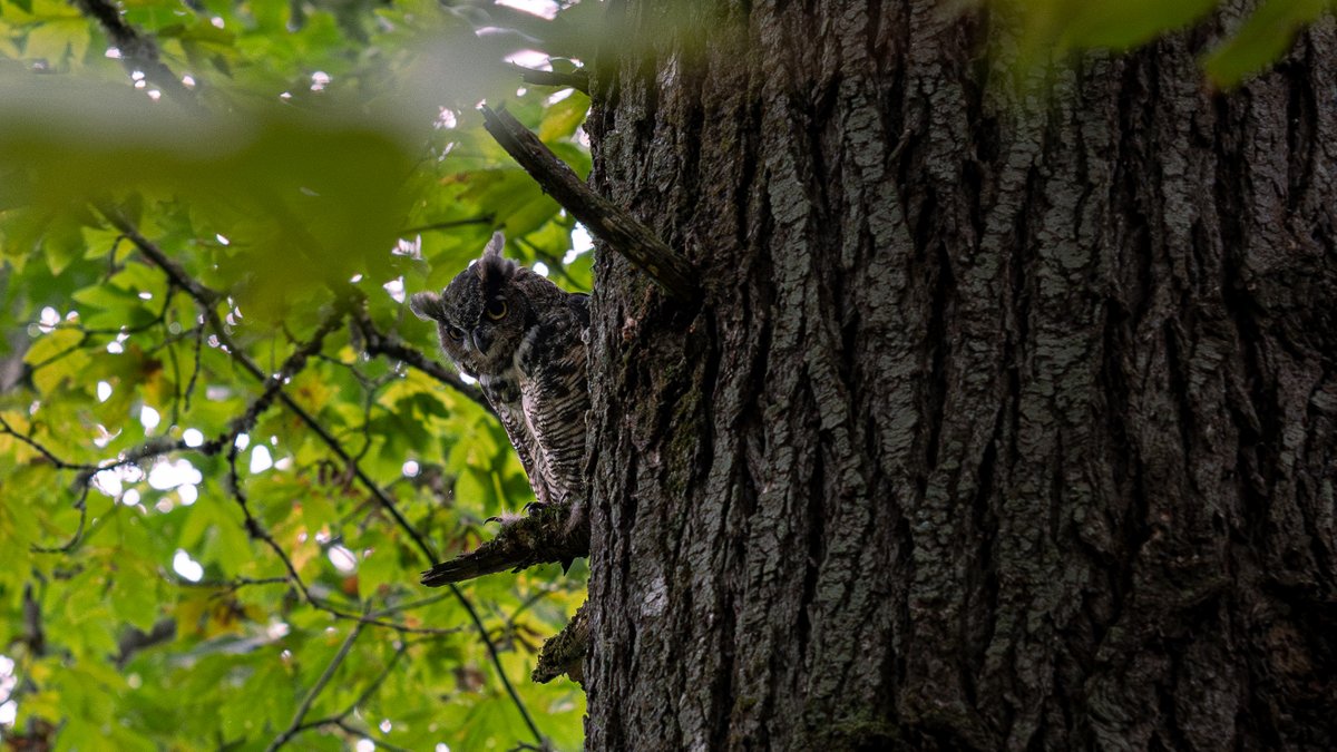 pukicho's tweet image. Out of spite here are two cool bird images I took in real life