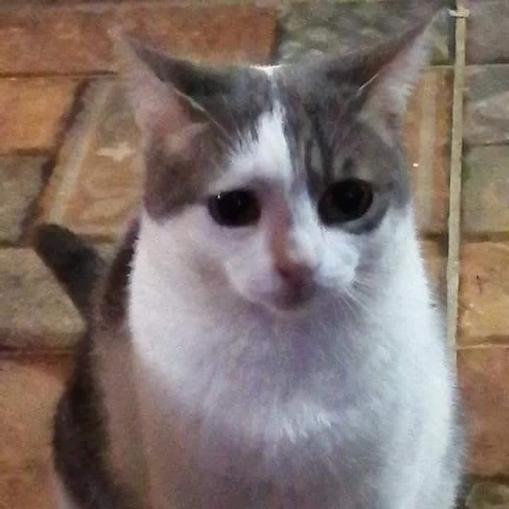dekarotGt's tweet photo. @Luminy_Sunshine Abro x y lo primero que veo kkkkk https://t.co/K89dOdU3KM