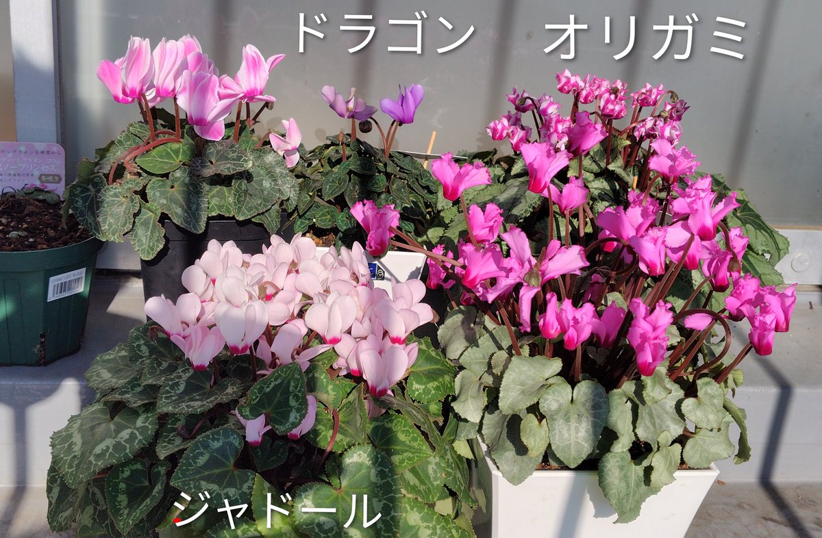 clot00's tweet photo. いま咲いているシクラメン。
左上と右下は無銘。ジャドールは夏から咲きっぱなし。
#シクラメン https://t.co/Wr2Ih2vGnl