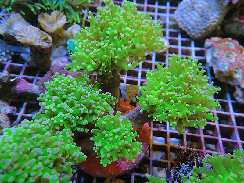 大きな天然サンゴ 約25cm