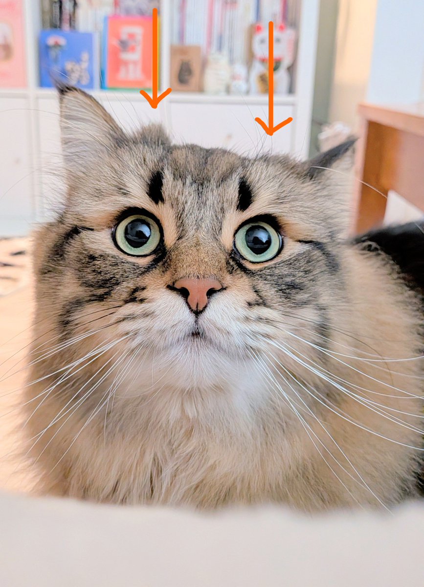 ヤマネコ (@ymnc_rf) / Posts / X